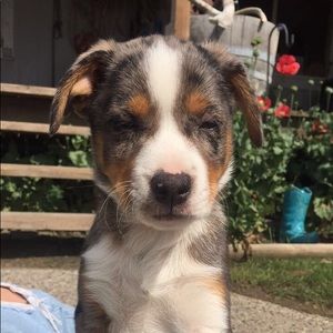 Meet your Posher, Ashley